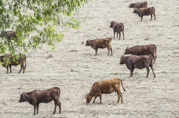 Cows on dairy farm