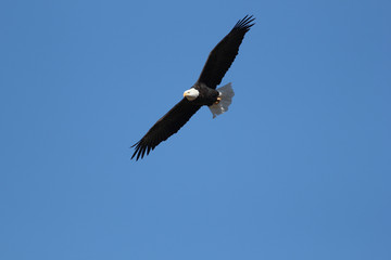 Bald eagle soaring with wings spread in blue sky (Haliaeetus leu