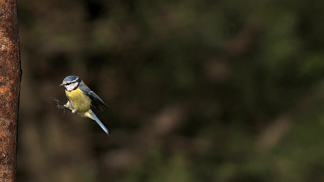 Blue Tit, parus caeruleus , Adult flying and Landing on Tree Trunk,  Slow motion