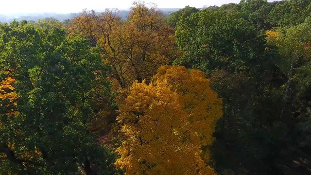 Beautiful autumn colors in a tree with yellow and orange autumn leaves. Rogalin. Poland.