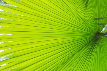 Fototapeta premium Line and texture of green palm leaves