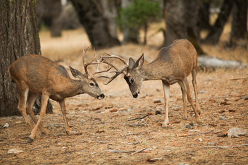 Mule deer bucks sparring in Yosemite National Park.