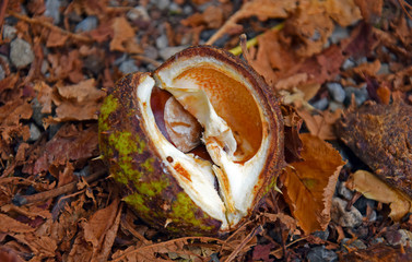 Fallen brown Marron between leaves
