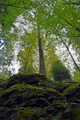 Forest view, woodland from below