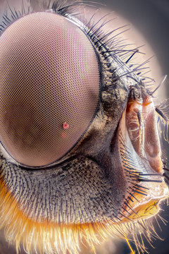 Extreme magnification - Fly head, side view