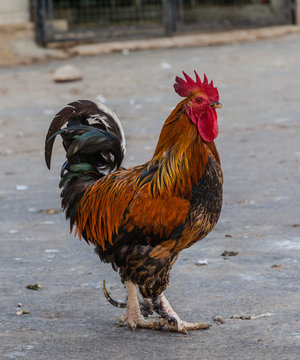 coq
