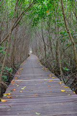 Autumn in mangrove forest with wood walkway bridge and leaves of tree.Phetchaburi ,Thailand. Photo taken on: Octuber 29, 2016