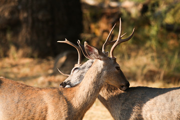 Mule deer bucks licking each others backs.