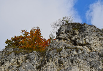 Trees on the cliff, autumn view