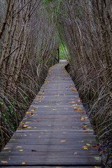 Autumn in mangrove forest with wood walkway bridge and leaves of tree.Phetchaburi ,Thailand. Photo taken on: Octuber 29, 2016