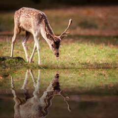 Fototapeta premium Fallow Deer Buck & Reflection Pool