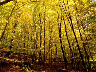 Fototapeta na wymiar Yellow colorful leaves on deciduous trees in deciduous forest in wild nature during autumn