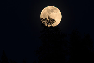 Fototapeta na wymiar Full moon rising behind the trees in this spectacular time lapse