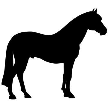 black horse silhouette. Vector animal illustration 