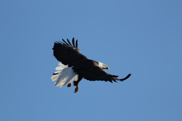 Bald eagle in flight (haliaeetus leucocephalus) by David Hoffman