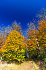 Autumnal landscape of colorful trees in Hoegne Valley, Belgian Ardennes