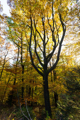 Vertical perspective of masive tree in Belgian forest