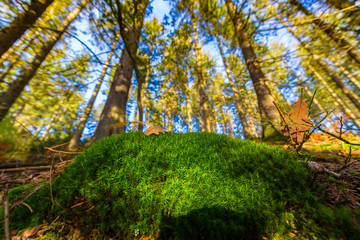 Closeup of green foliage and plants in Hoegne Valley, Belgium