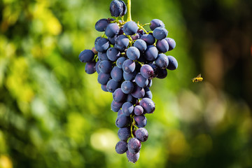 bunch of blue fresh sweet grapes hanging on a branch, copy space, summer fruit, grapes in the garden
