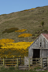 Farm buildings at Carcass Island Settlement in the Falkland Islands.