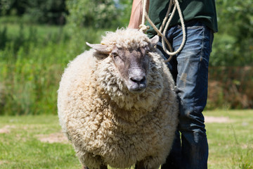 Schaf wird geschoren