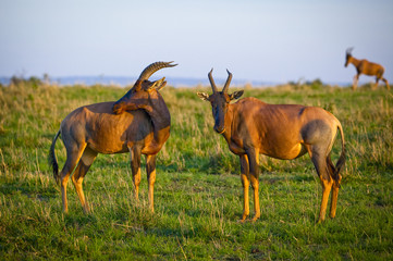 Naklejka na ściany i meble Two topi antelope on the plains of Kenya, one looking at viewer, one scratching his back
