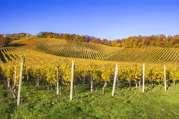 Cercles muraux Automne Beautiful vineyard Autumn Vineyards landscape with colorful leav