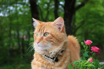 Ginger kitty sitting in the garden