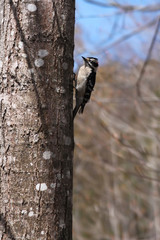 Obraz premium Downy Woodpecker in New Brunswick, Canada