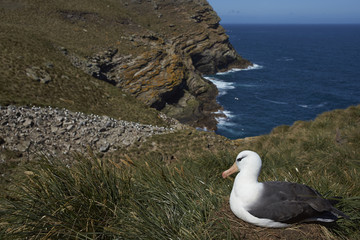 Black-browed Albatross (Thalassarche melanophrys) sitting on a nest on the cliffs of West Point Island in the Falkland Islands.