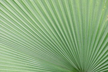 Line and texture of green palm leaves