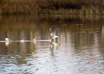 Mergus merganser taking off from the water.