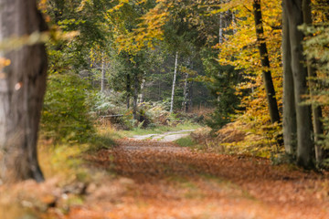 herbstwald