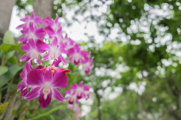 Pupple orchids in the garden