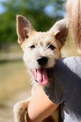 happy red puppy dog