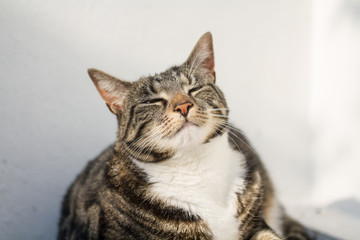 Fototapeta premium Tabby Cat