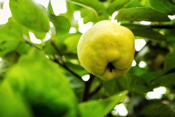 juicy quince hanging on a branch, summer fruit, garden, fruit in