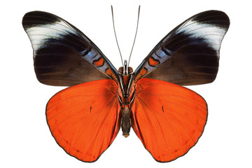 Prola Beauty or Red Flasher tropical butterfly (Panacea prola, male, underside) from Costa Rica...