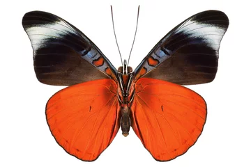 Crédence de cuisine en verre imprimé Papillon Prola Beauty ou Red Flasher papillon tropical (Panacea prola, mâle, dessous) du Costa Rica isolé sur fond blanc