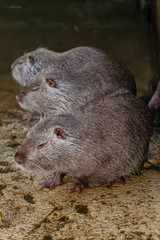 myocastor, ragondin, castor