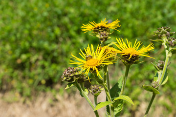 Elecampane (lat. ?nula helenium) in the meadow.