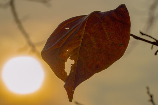 Ultima foglia di un albero controluce con sullo sfondo il sole che sta tramontando
