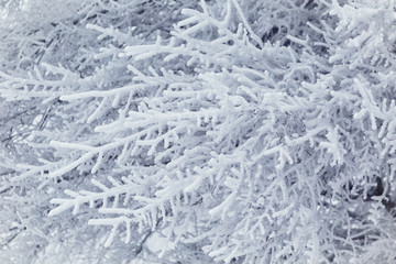 Winter, winter forest, snow, blizzard, winter day,trees in the snow 