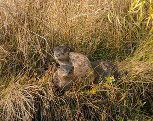 Young River-otters  in grass  in California