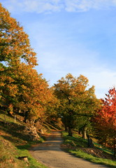 Naklejka premium AUTOMNE