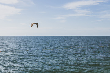 Gaviota volando sobre el mar.