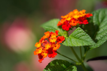 Orange flowers