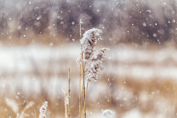 Winter, winter forest, snow, blizzard, winter day, trees in the snow , reeds in the snow