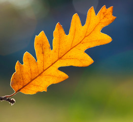 Macro of a dry leaf in autumn