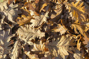 Autumn sun shines across fallen leaves in a pile on the ground
